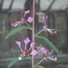 Clarkia exilis - Photo (c) Ed Lowry，保留部份權利CC BY-SA