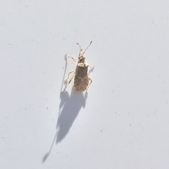 Aufeius impressicollis