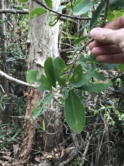 Bridelia tomentosa
