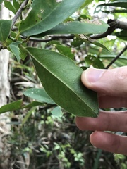 Bridelia tomentosa