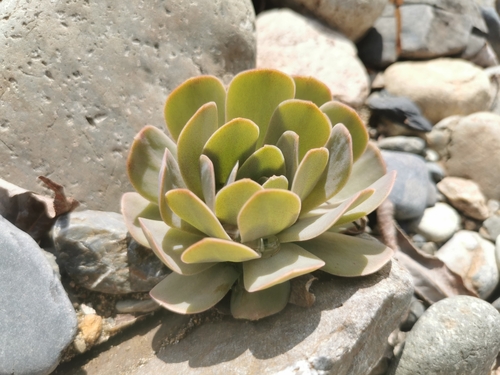 Foto de Orostachys malacophylla