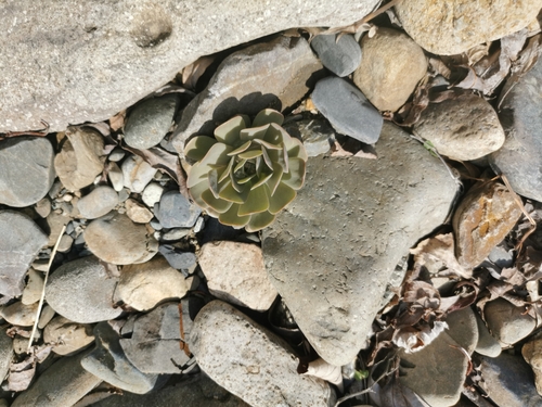Foto de Orostachys malacophylla