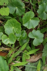 Hydrocotyle ramiflora, photograph author not stated, no rights reserved