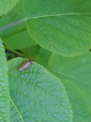 Ectobius lapponicus