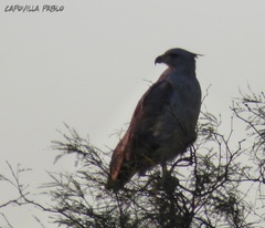 Buteogallus coronatus