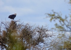 Buteogallus coronatus