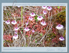 Pinguicula calyptrata
