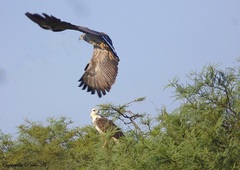 Buteogallus coronatus