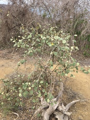 Capparicordis crotonoides