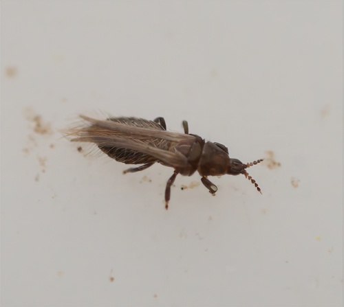 Thrips
