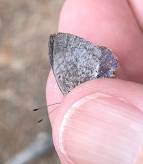 Celastrina echo