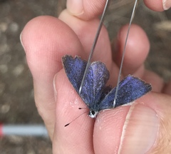 Celastrina echo