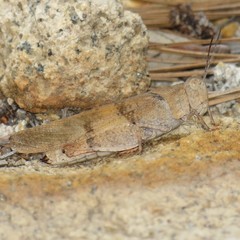 Trimerotropis modesta