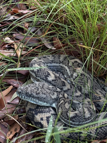 Coastal Carpet Python sighting