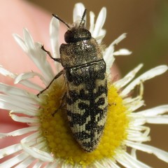 Acmaeodera decipiens