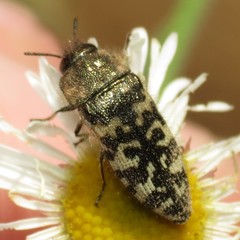 Acmaeodera decipiens