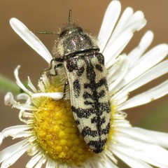 Acmaeodera decipiens