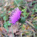 Cirsium oligophyllum - Photo (c) E-190, some rights reserved (CC BY-SA)