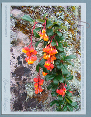 Berberis reicheana