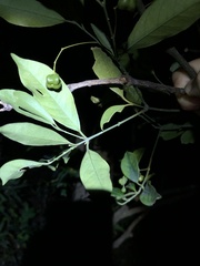 Euonymus nitidus