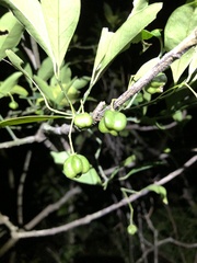 Euonymus nitidus