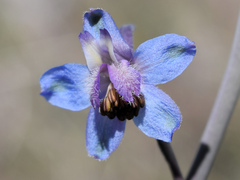 Delphinium parishii