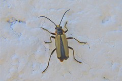 Chauliognathus hieroglyphicus