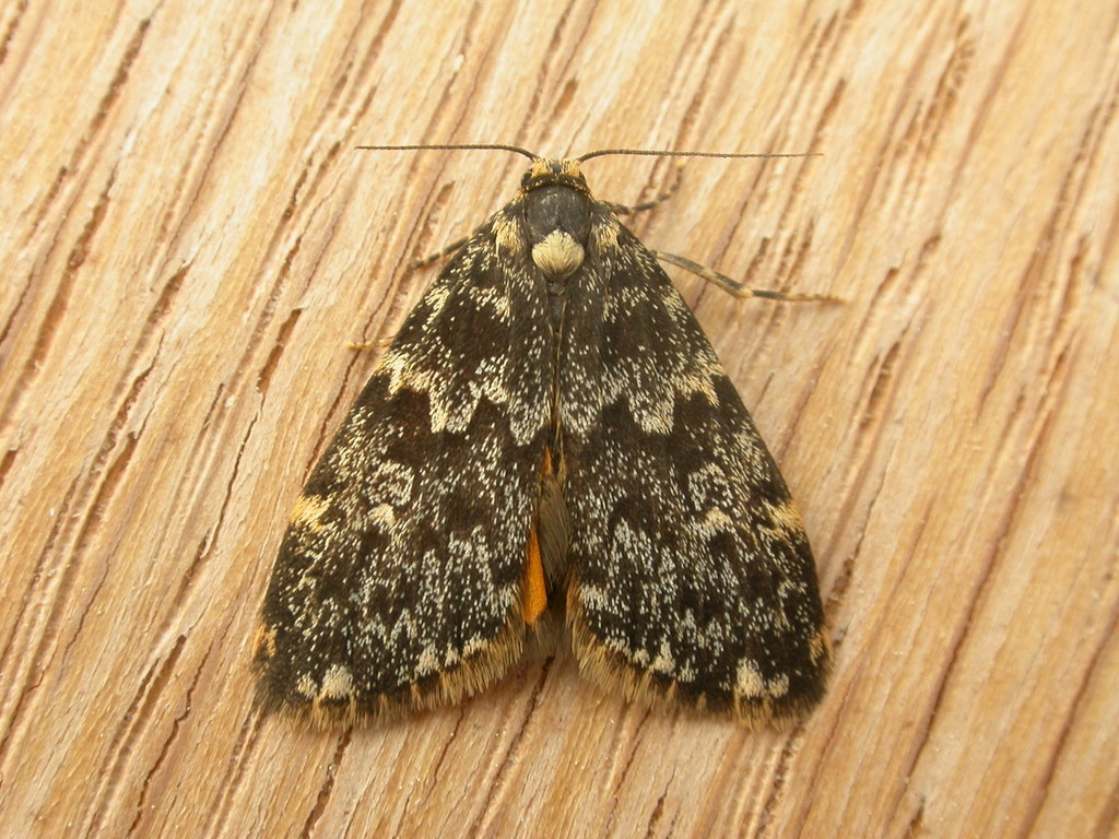 Halone coryphoea