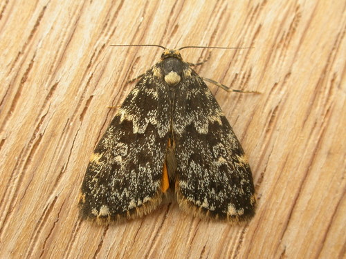 Halone coryphoea Hampson, 1914