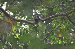 Trogon melanurus