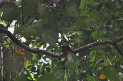 Trogon melanurus