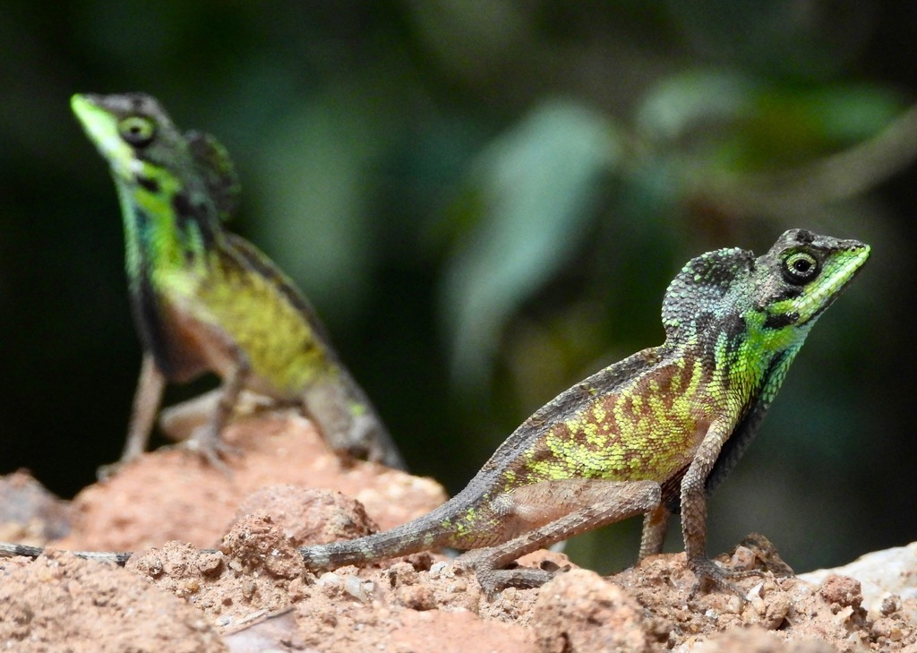 Black-spotted Kangaroo Lizard