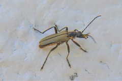 Chauliognathus hieroglyphicus