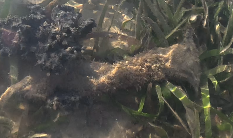 American hammer oyster