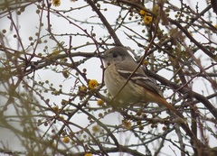 Knipolegus aterrimus