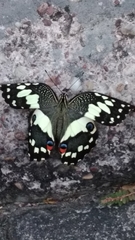 Papilio demoleus