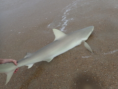Carcharhinus acronotus