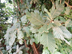 Pouteria alnifolia