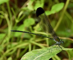 Vestalis nigrescens