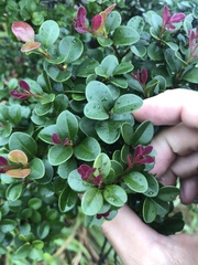 Buxus microphylla