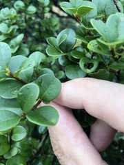 Buxus microphylla
