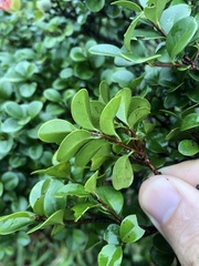 Buxus microphylla