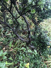 Buxus microphylla