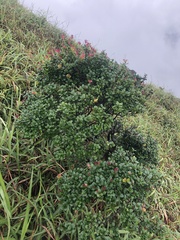 Buxus microphylla
