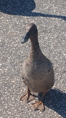 Domestic Mallard photographed in South Carolina