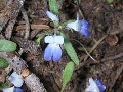 Collinsia torreyi