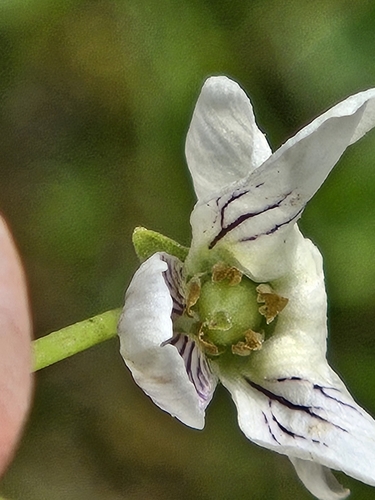 Image of Viola minuscula by no rights reserved