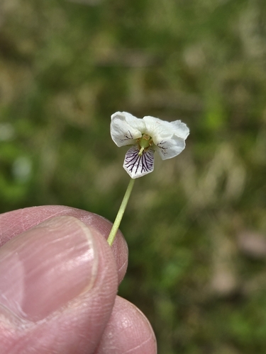 Image of Viola minuscula by no rights reserved