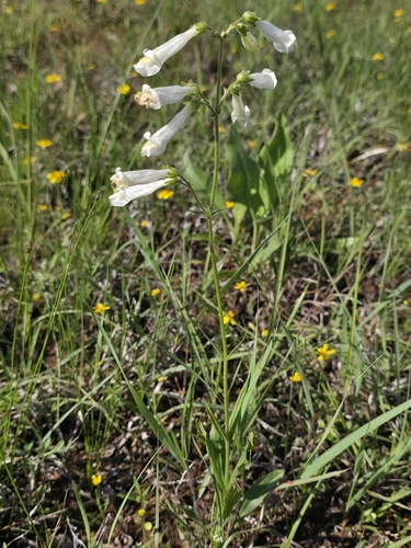Image of Penstemon oklahomensis by no rights reserved