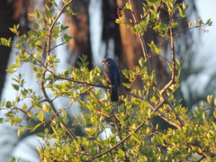 Cyanoloxia glaucocaerulea